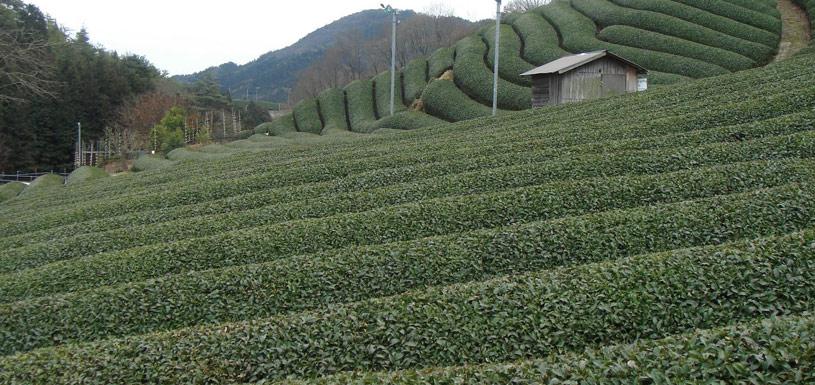 Tea Garden at Ilam